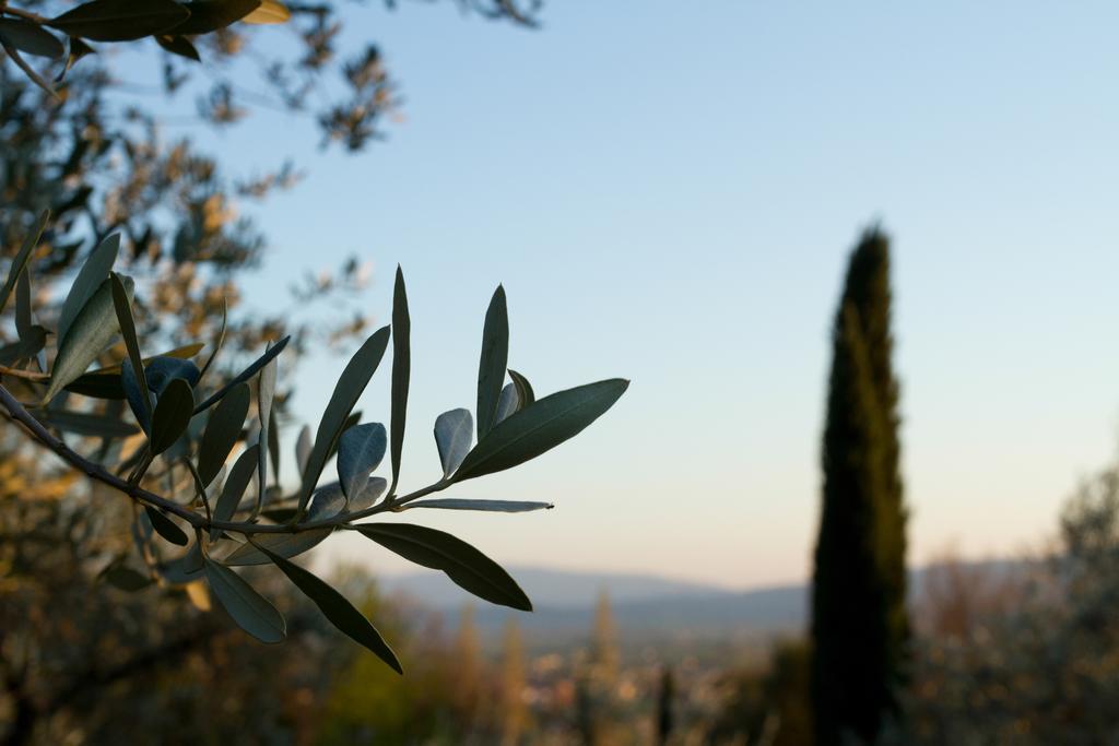 Villa Degli Ulivi Assisi Exterior photo